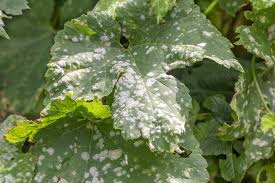 Powdery mildew (key) (Grapes)