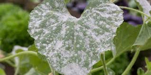 Powdery mildew (Cucurbits)