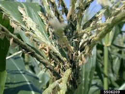 Aphids (Maize)