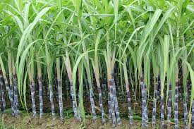 Sugarcane crop protection products for fertilizer, nutrition, pest and disease control