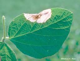 Leaf miner (Soyabean)