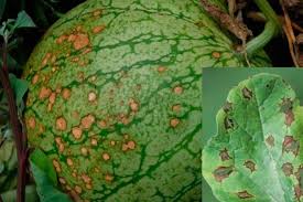 Anthracnose (Muskmelon & Watermelon)
