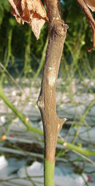 Die back / Stem blight (Grapes)