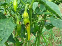 Fruit borer (Chilli)