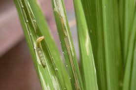 Leaf folder (Paddy)