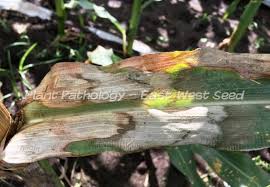 Banded leaf & sheath blight (Maize)
