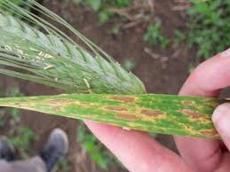 Leaf blight (Wheat)