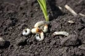 White grub (Groundnut)
