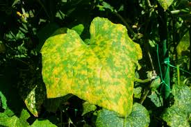 Mosaic virus (vector control) (Cucurbits)