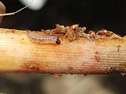 Early shoot borer (Sugarcane)