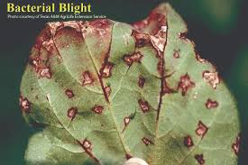 Bacterial blight (Cotton)
