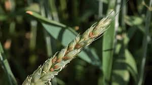 Aphids (Wheat)