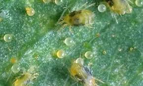 Mites (All Vegetables)