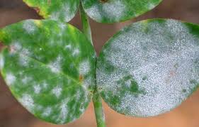 Powdery mildew  (Pulses)