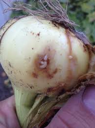 Onion maggot (Onion)