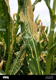 Turcicum leaf blight (Maize)