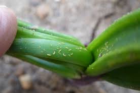 Thrips (Onion)