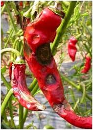 Anthracnose / Fruit rot (Chilli)