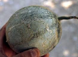 Thrips (Muskmelon & Watermelon)