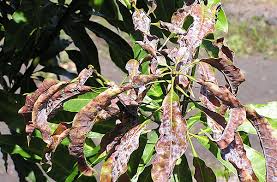 Powdery mildew (Mango)