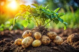Potato