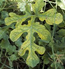 Aphids (Cucurbits)