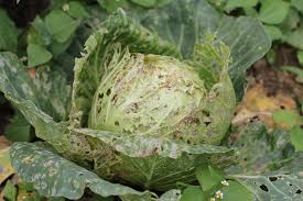 Diamond back moth (Cauliflower)
