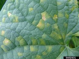 Downy mildew (Cucurbits)