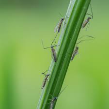 Gall midge (Paddy)