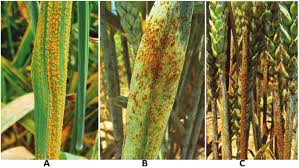 Yellow rust (Wheat)