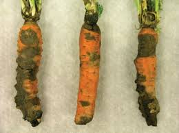 Root rot / Collar rot (Carrot)