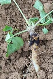 Stem rot (collar rot)  (Groundnut)