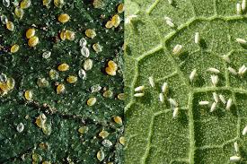 Whitefly (All Vegetables)