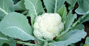 Cauliflower crop products, fertilizers and crop protection inputs