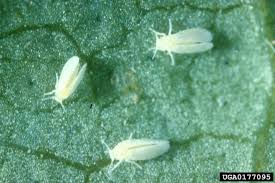 Whitefly (Soyabean)