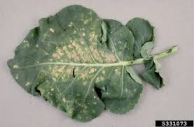 Downy mildew  (Cauliflower)