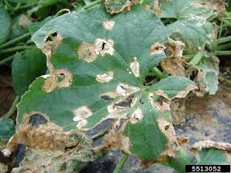 Anthracnose (Cucurbits)