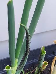 Aphids (Onion)