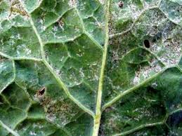 Thrips (Cabbage)