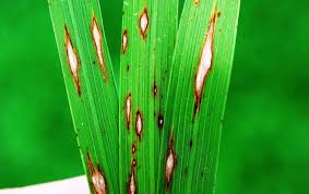 Blast (Paddy)