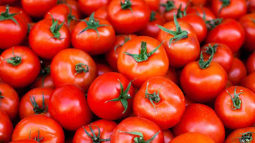 Tomato Crop Solutions for crop nutrition, pest control and disease management