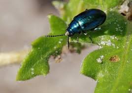 Flea beetle (Grapes)