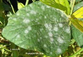 Powdery mildew (Soyabean)