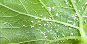 Whitefly (Cucurbits)