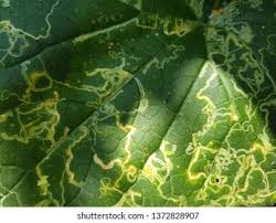 Leaf miner (Cucurbits)
