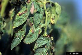 Early blight (Tomato)