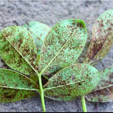 Aphids (Groundnut)