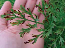 Alternaria blight (major) (Carrot)