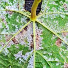 Downy mildew (All Vegetables)