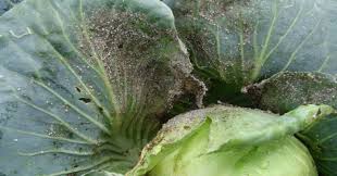 Aphids (Cabbage)